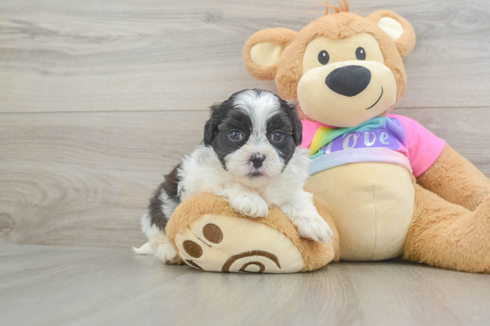 Teddy Bear Puppy for Adoption