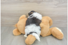 Sweet Teddy Bear Baby
