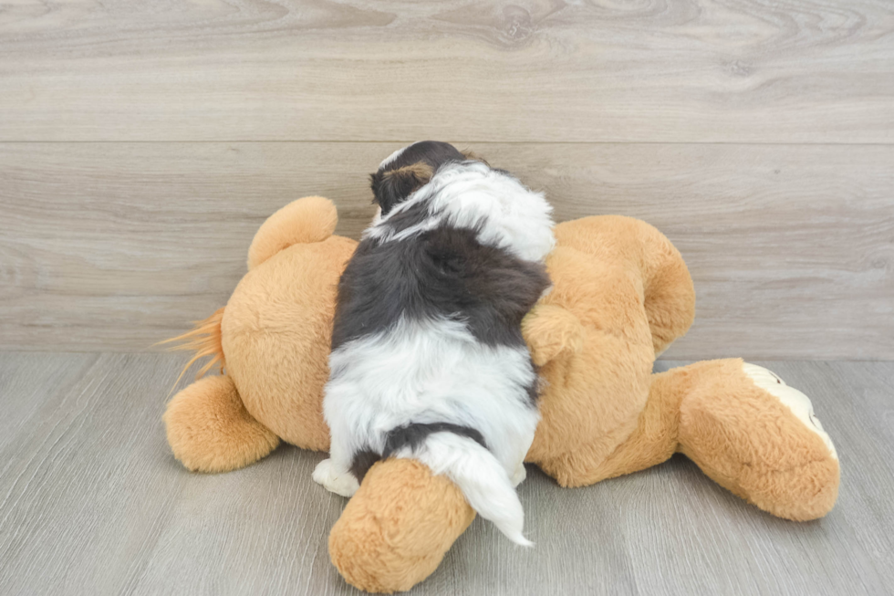 Sweet Teddy Bear Baby