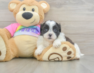 7 week old Teddy Bear Puppy For Sale - Seaside Pups