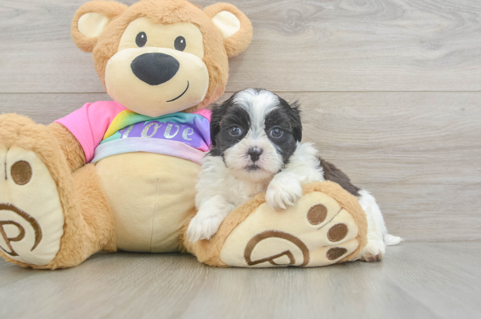 5 week old Teddy Bear Puppy For Sale - Seaside Pups