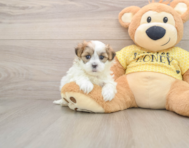 5 week old Teddy Bear Puppy For Sale - Seaside Pups