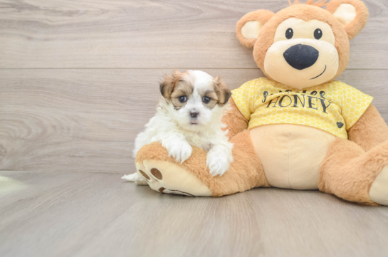 Funny Teddy Bear Designer Pup