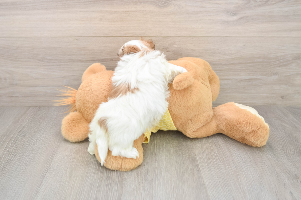 Popular Teddy Bear Designer Pup