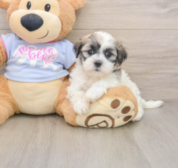 8 week old Teddy Bear Puppy For Sale - Seaside Pups