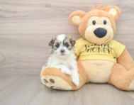 5 week old Teddy Bear Puppy For Sale - Seaside Pups