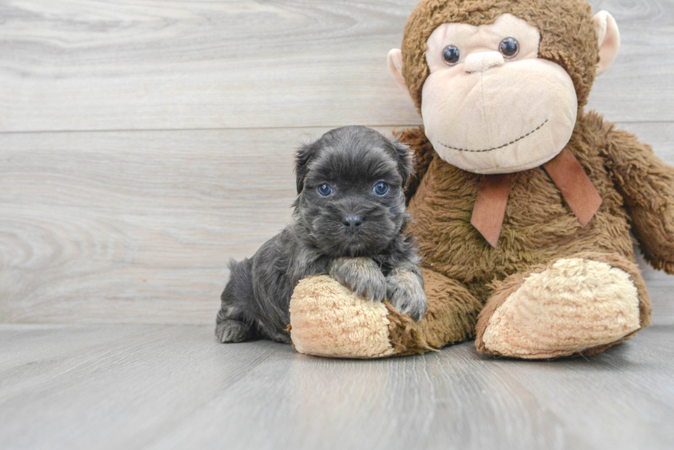 Friendly Teddy Bear Baby