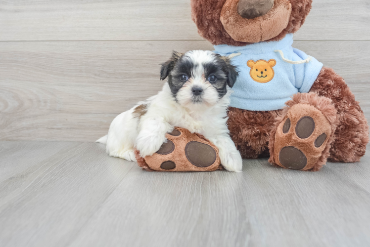 Teddy Bear Pup Being Cute