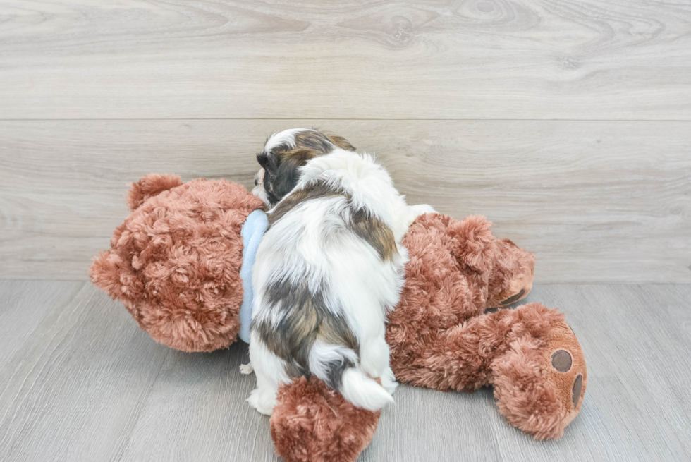 Petite Teddy Bear Designer Pup