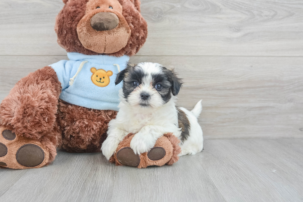 Teddy Bear Pup Being Cute