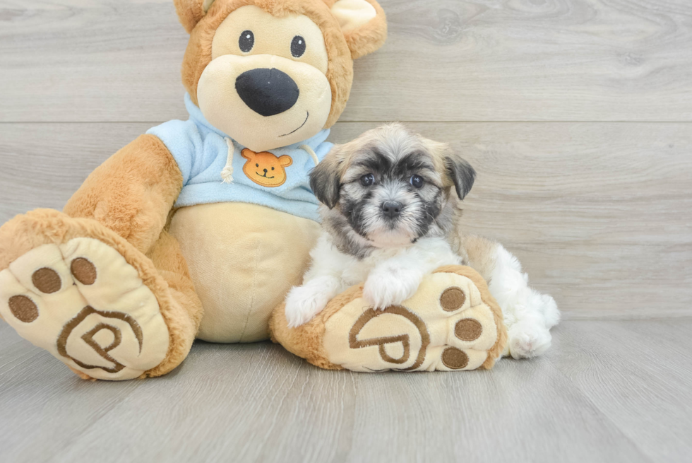 Smart Teddy Bear Designer Pup