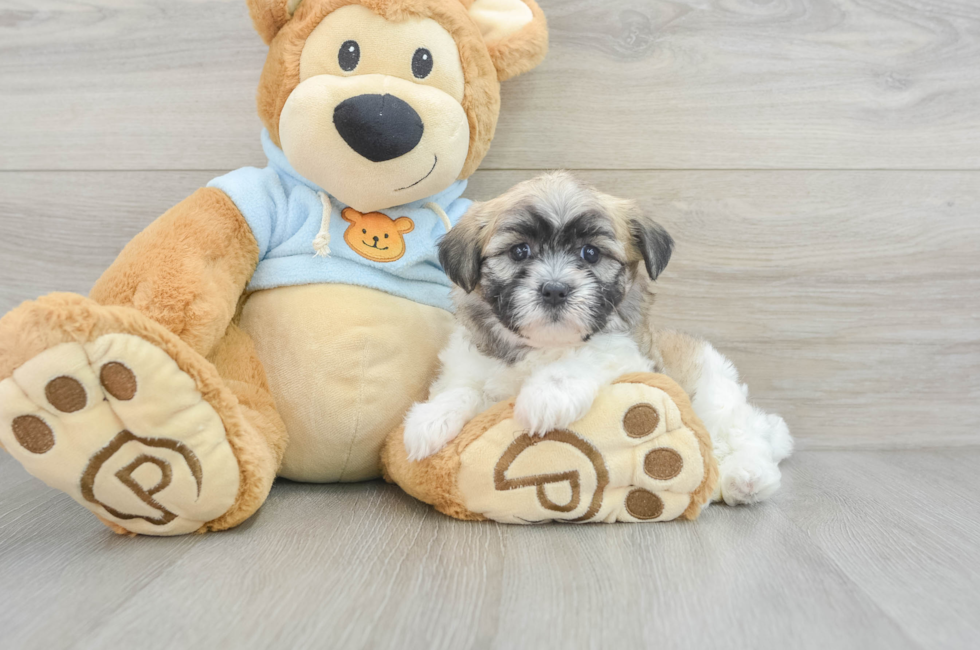 8 week old Teddy Bear Puppy For Sale - Seaside Pups