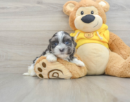 7 week old Teddy Bear Puppy For Sale - Seaside Pups