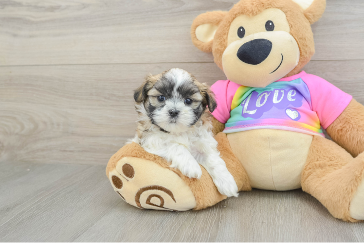 Teddy Bear Puppy for Adoption