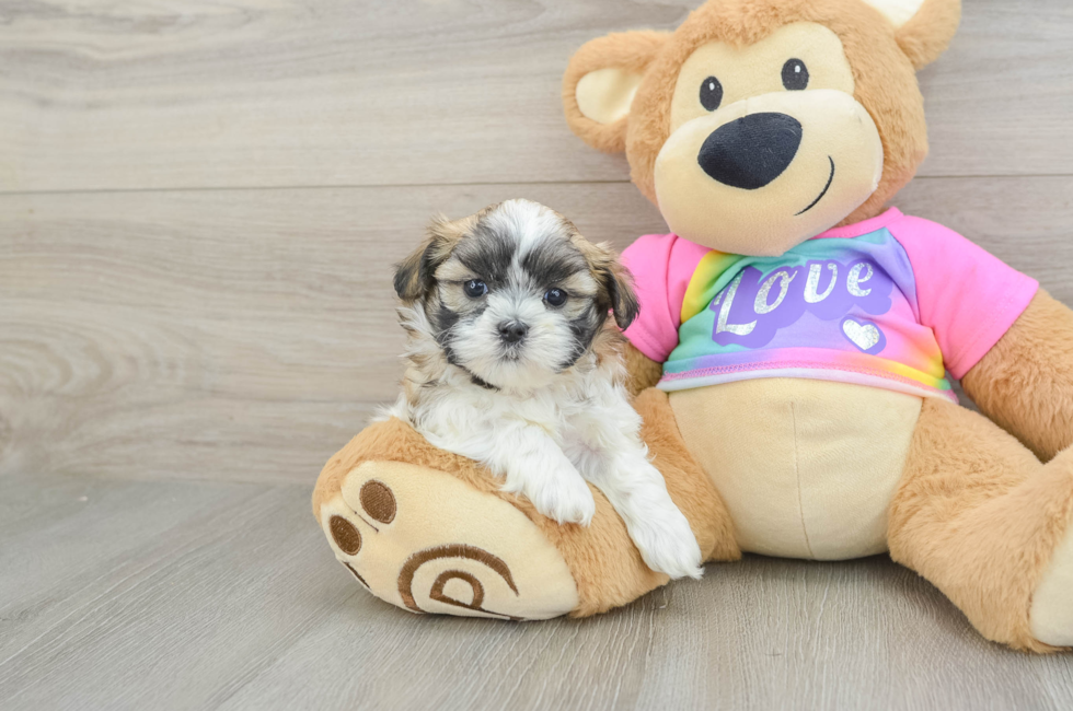 6 week old Teddy Bear Puppy For Sale - Seaside Pups