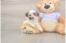 Happy Teddy Bear Baby