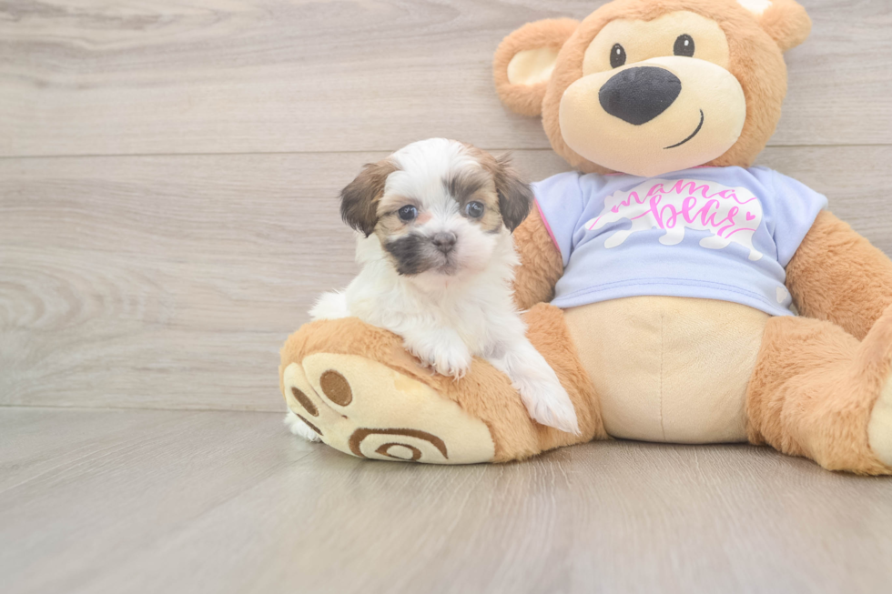 Happy Teddy Bear Baby