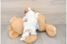 Best Teddy Bear Baby