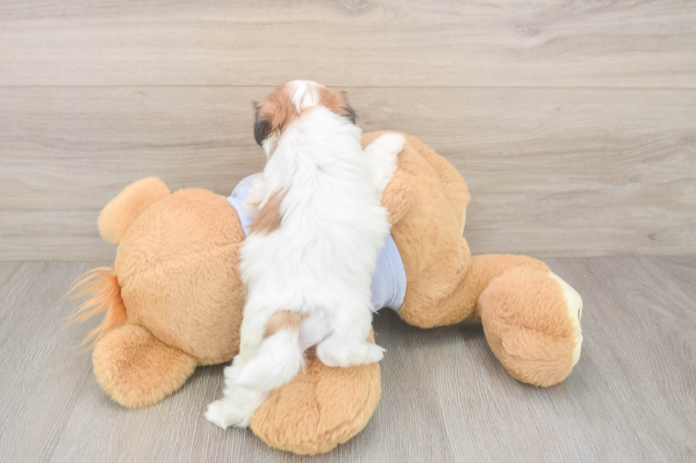 Best Teddy Bear Baby
