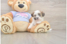 Hypoallergenic Shi Chon Designer Puppy