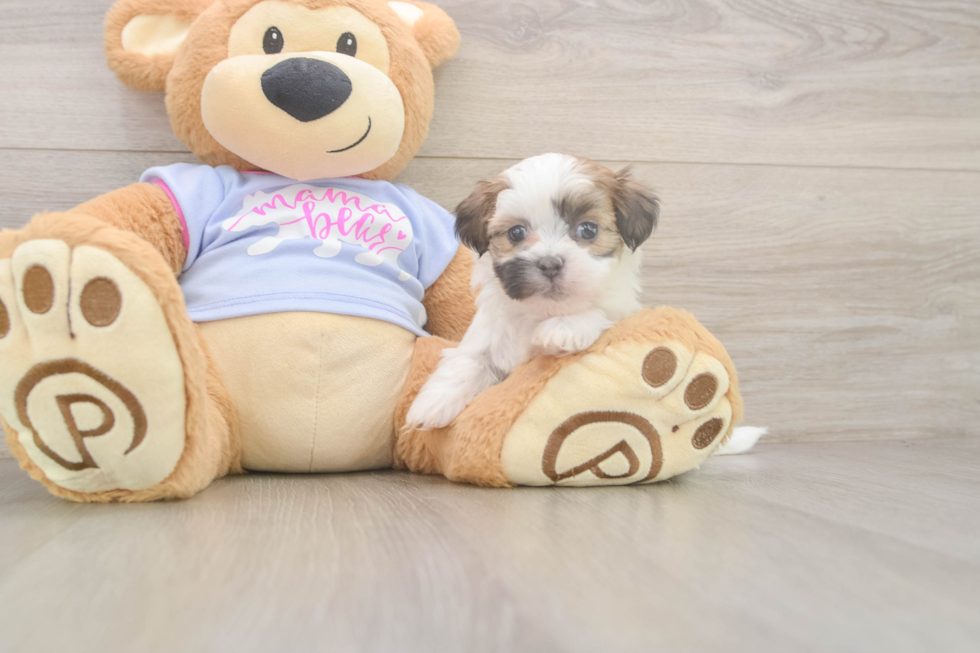 Hypoallergenic Shi Chon Designer Puppy