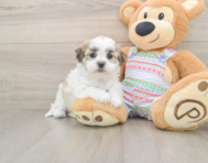 5 week old Teddy Bear Puppy For Sale - Seaside Pups