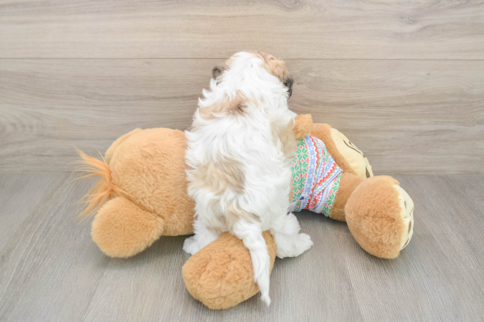 Popular Teddy Bear Designer Pup