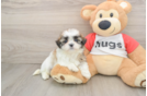Friendly Teddy Bear Baby