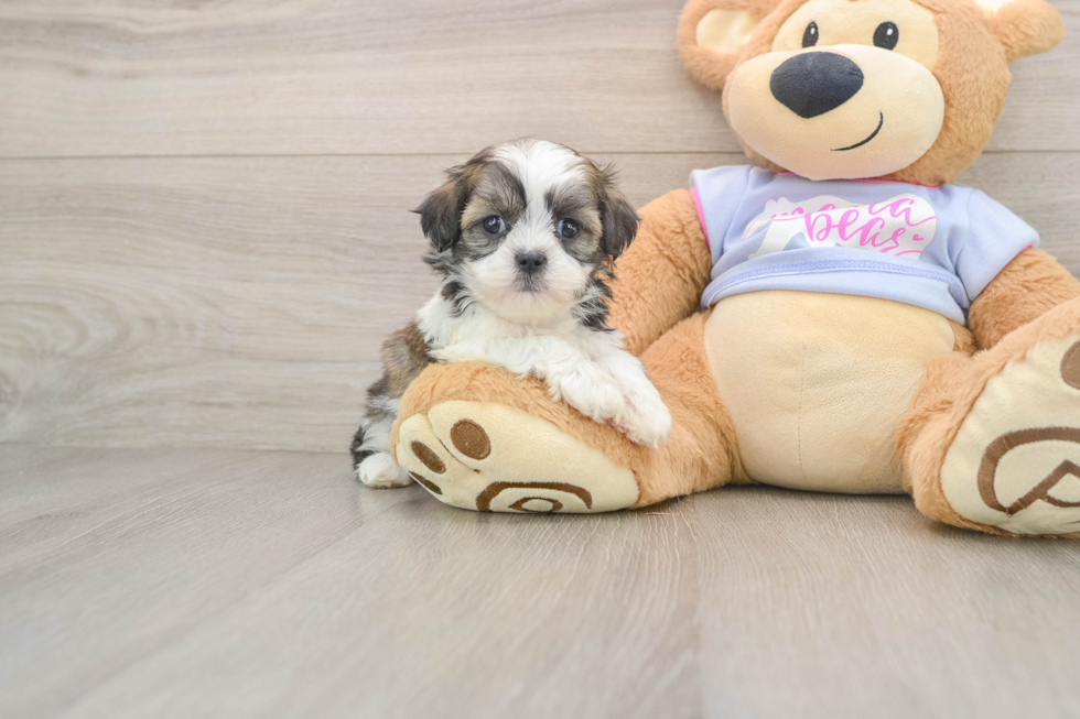Best Teddy Bear Baby
