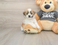 7 week old Teddy Bear Puppy For Sale - Seaside Pups
