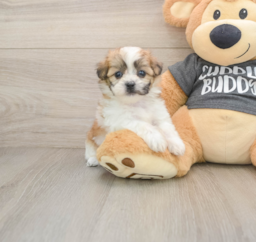 7 week old Teddy Bear Puppy For Sale - Seaside Pups