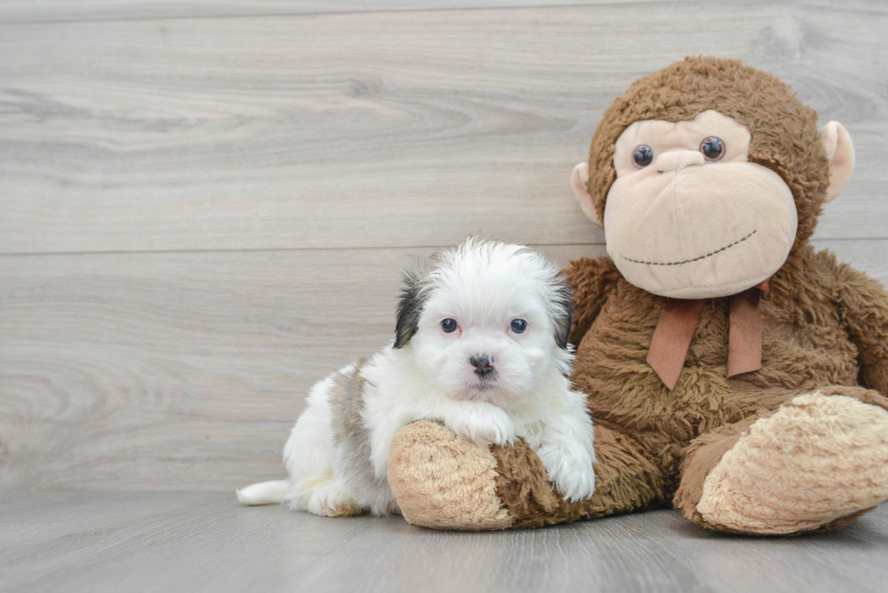 Teddy Bear Pup Being Cute