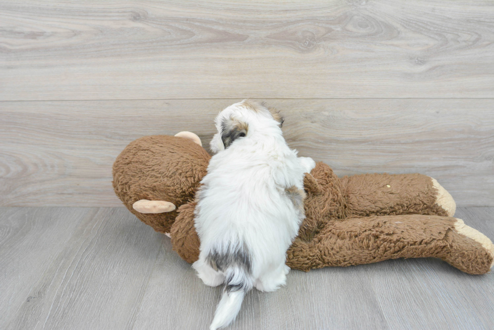 Teddy Bear Pup Being Cute
