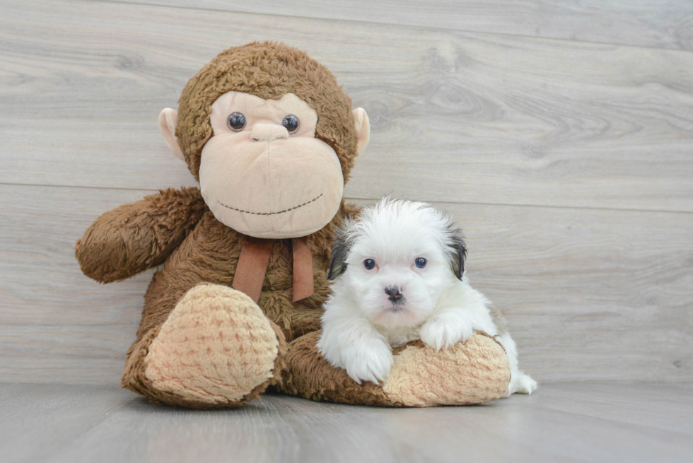 Energetic Shitzu Designer Puppy