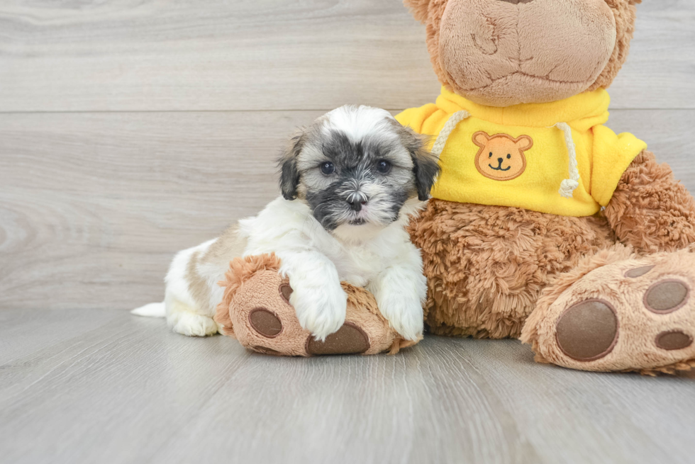 Best Teddy Bear Baby