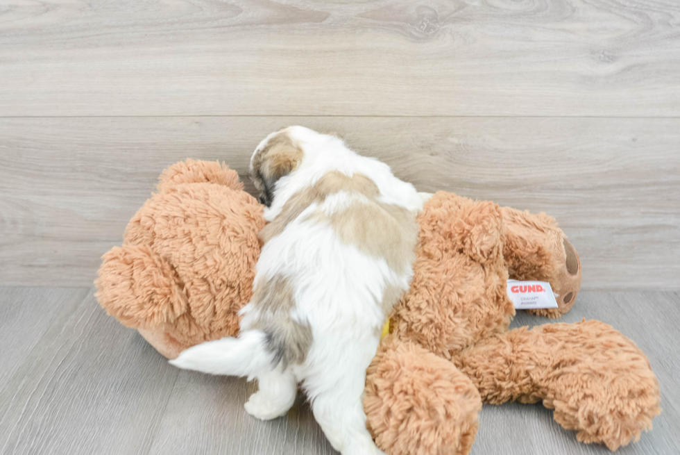 Best Teddy Bear Baby