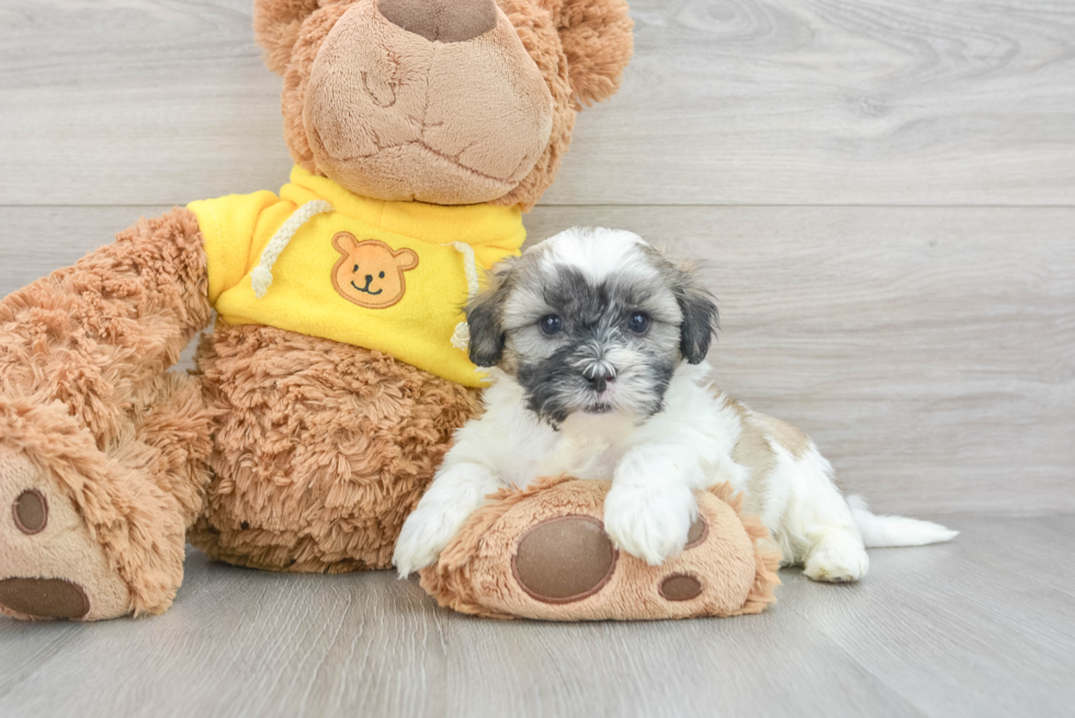 Smart Teddy Bear Designer Pup
