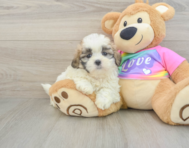 7 week old Teddy Bear Puppy For Sale - Seaside Pups