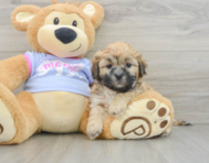 7 week old Teddy Bear Puppy For Sale - Seaside Pups