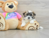 5 week old Teddy Bear Puppy For Sale - Seaside Pups