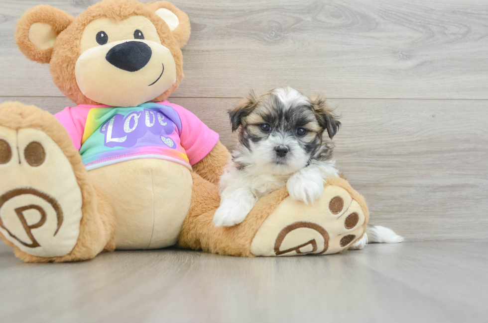 6 week old Teddy Bear Puppy For Sale - Seaside Pups