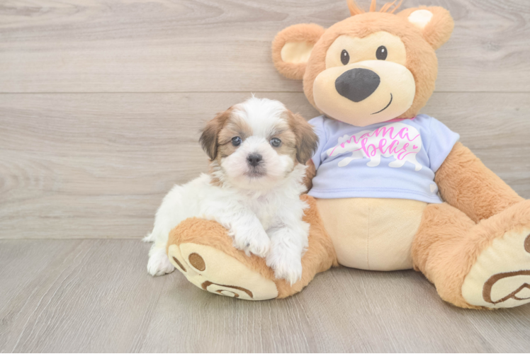 Happy Teddy Bear Baby