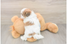 Sweet Teddy Bear Baby