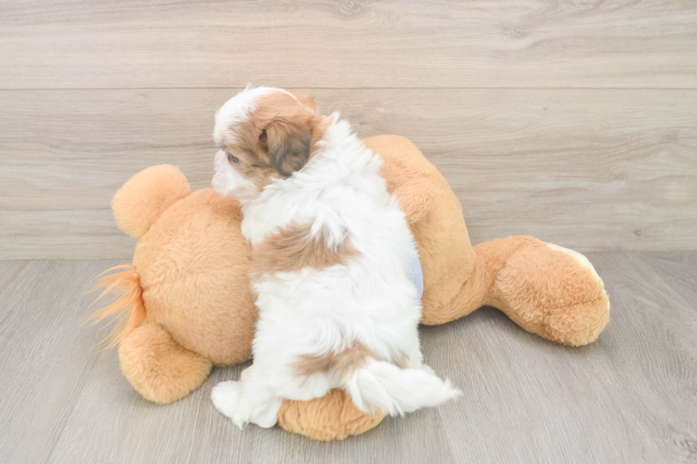 Sweet Teddy Bear Baby