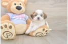 Popular Teddy Bear Designer Pup