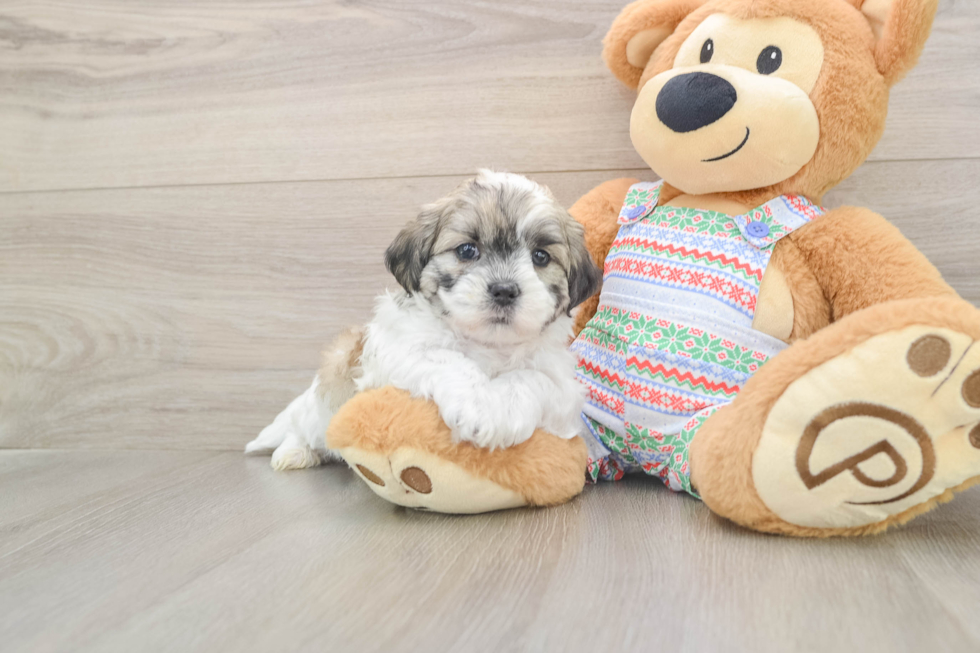 Best Teddy Bear Baby