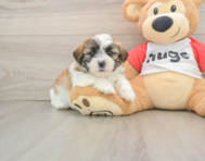 5 week old Teddy Bear Puppy For Sale - Seaside Pups