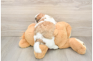 Little Shit Designer Puppy