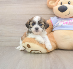5 week old Teddy Bear Puppy For Sale - Seaside Pups