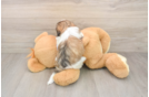 Popular Teddy Bear Designer Pup
